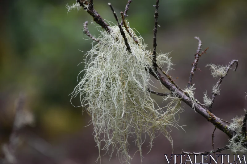 Close-Up of Lichen Threads Free Stock Photo