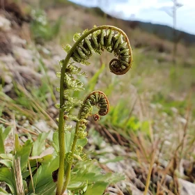 Fern Fronds Uncoiling in Nature