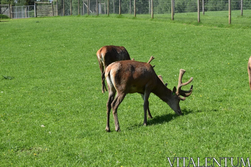 PHOTO Peaceful Deer in Nature