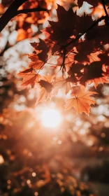 Maple Leaves in Autumn Sunlight