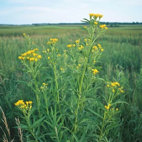 Field of Goldenrod Flowers