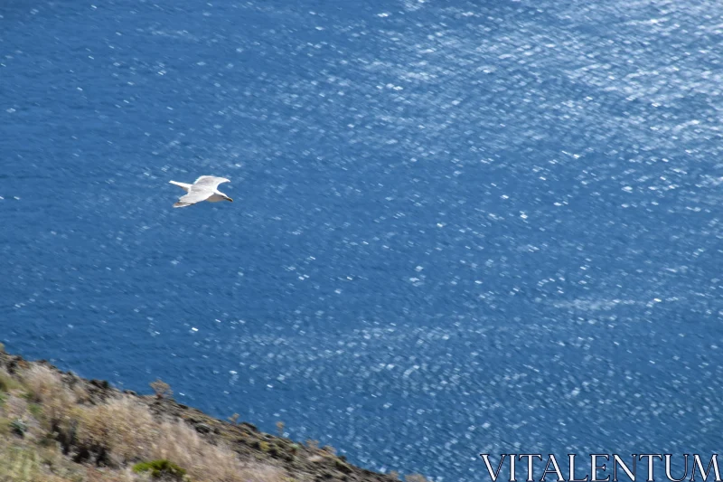 PHOTO Seagull and Ocean