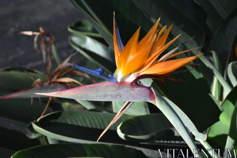 Tropical Bird-of-Paradise Blooms Free Stock Photo