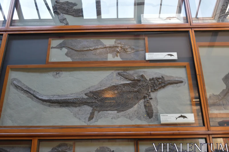 Museum Exhibit of Ancient Marine Fossils Free Stock Photo