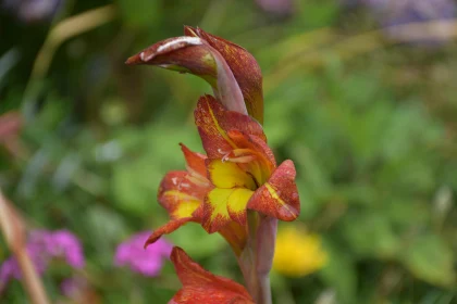 Ornate Gladiolus in Full Bloom