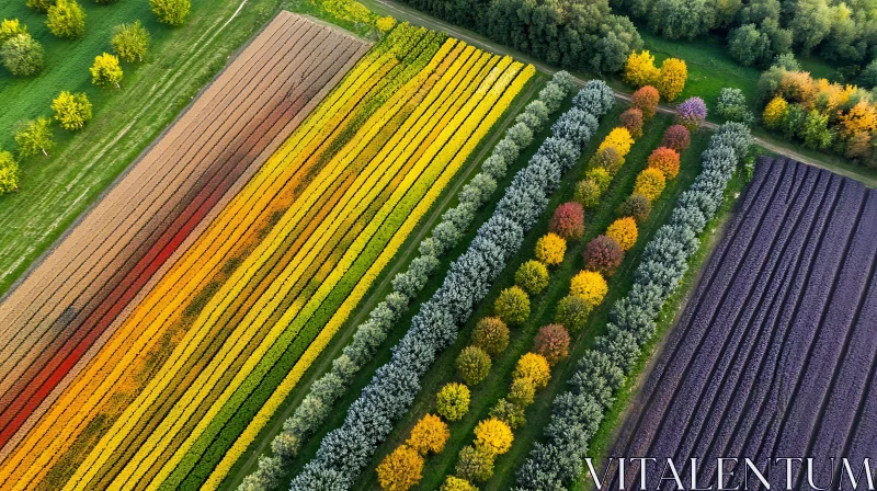 AI ART Patterned Landscape: Aerial View of Flower Rows