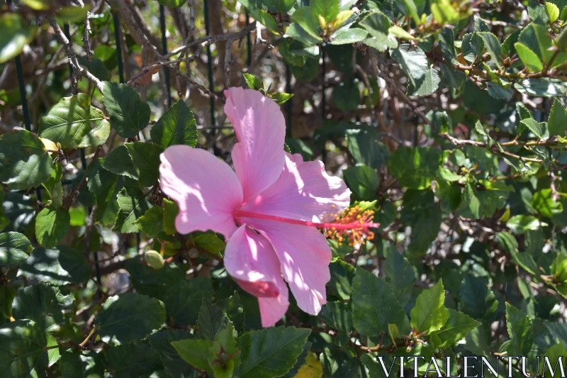 Blossoming Pink Hibiscus Free Stock Photo