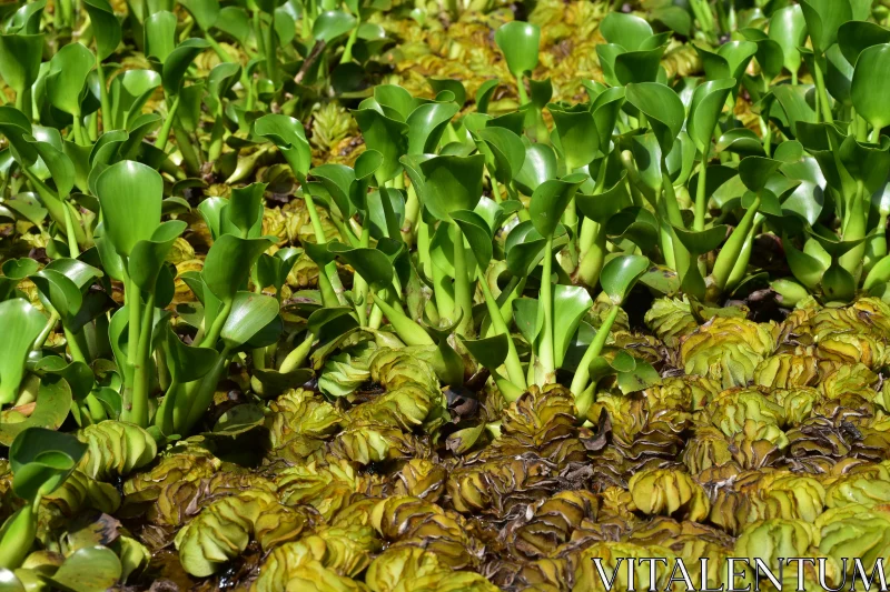 Green Aquatic Vegetation Free Stock Photo