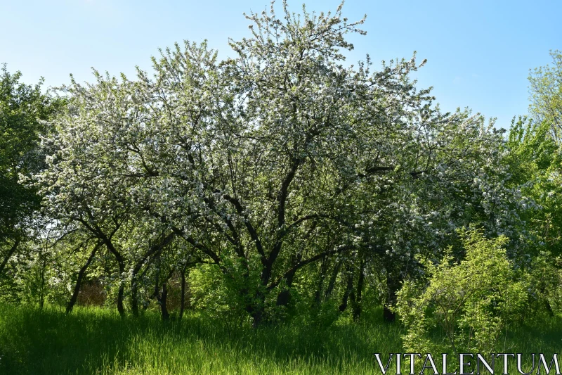 Springtime Orchard Splendor Free Stock Photo