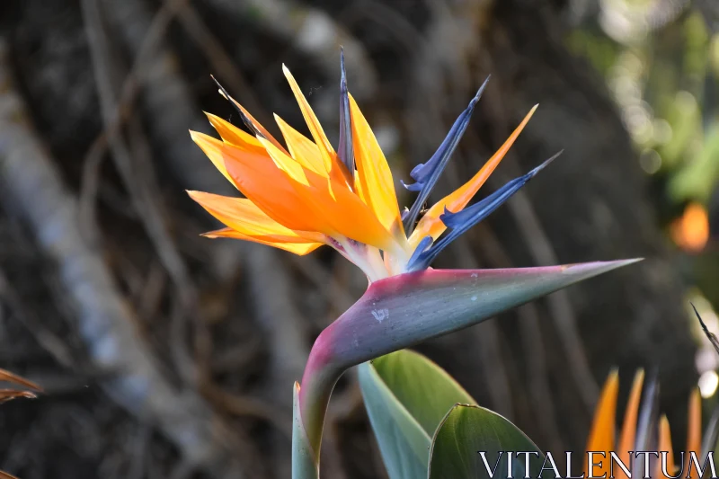 PHOTO Striking Orange and Blue Tropical Flower