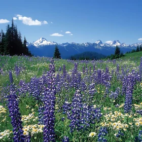 Alpine Meadow in Full Bloom