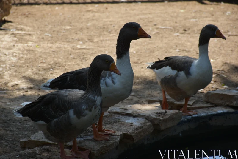 PHOTO Trio of Geese at the Water's Edge