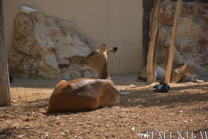 PHOTO Peaceful Resting Deer