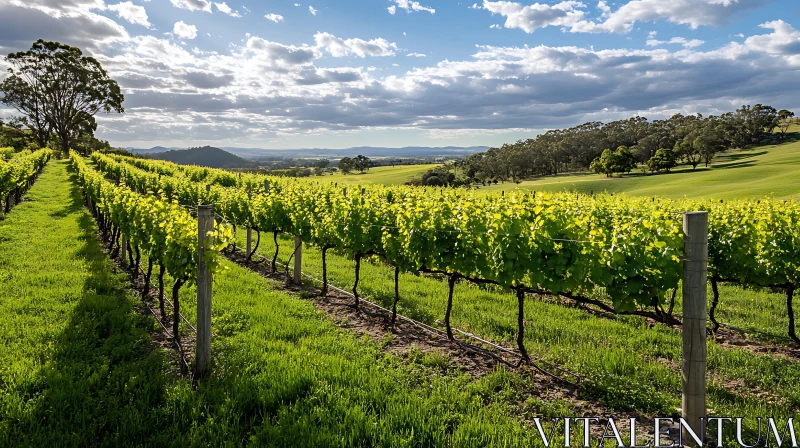 Green Vineyard with Rolling Hills AI Image