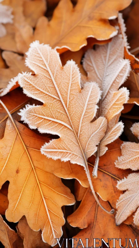 Frost Adorned Autumn Leaves: A Study in Natural Beauty AI Image