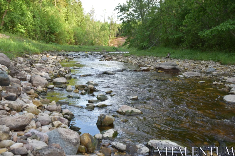 PHOTO Tranquil Forest Stream