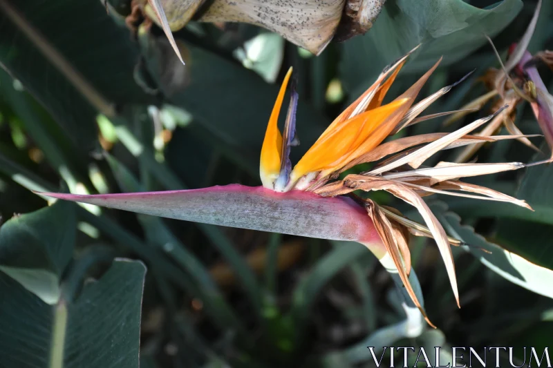 PHOTO Exotic Bird of Paradise Flower