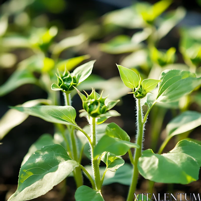 AI ART Green Sunflower Seedlings in Early Spring