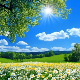 Daisies Field and Blue Sky