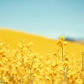 Yellow Flower Field with Blue Sky