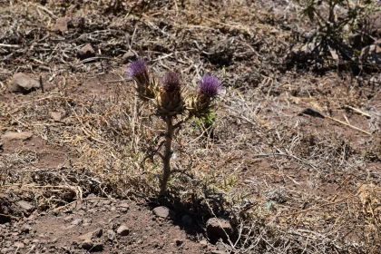 Solitary Thistle Amidst Dry Terrain