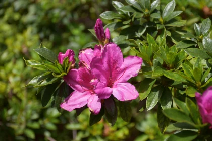 Vibrant Pink Azalea in Nature