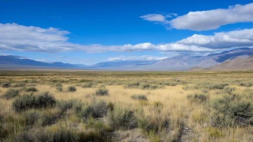 Open Field with Distant Mountains