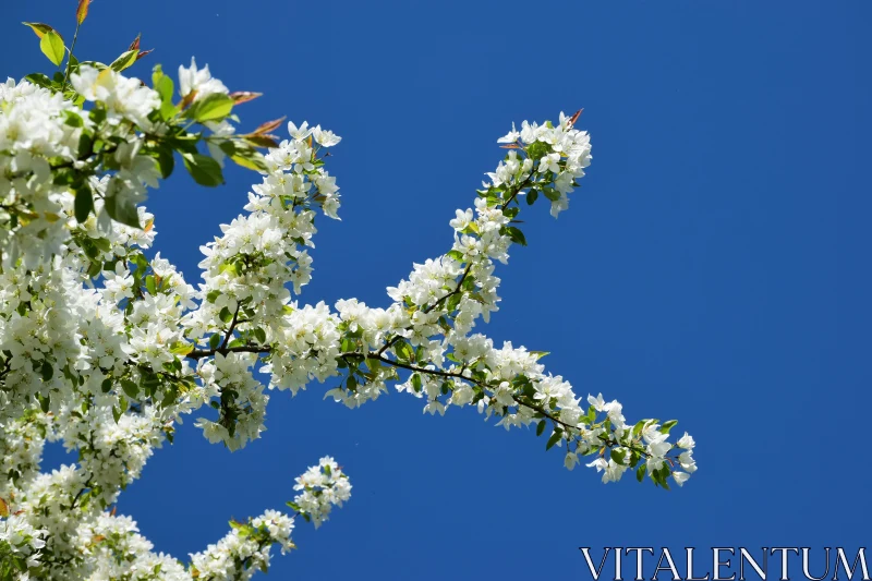 Spring Blossoms in Nature Free Stock Photo