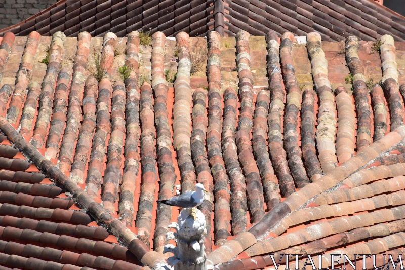 PHOTO Bird on Traditional Roof Tiles