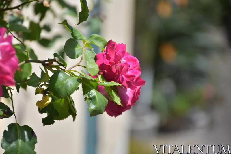 Rose Blossom with Green Leaves Free Stock Photo