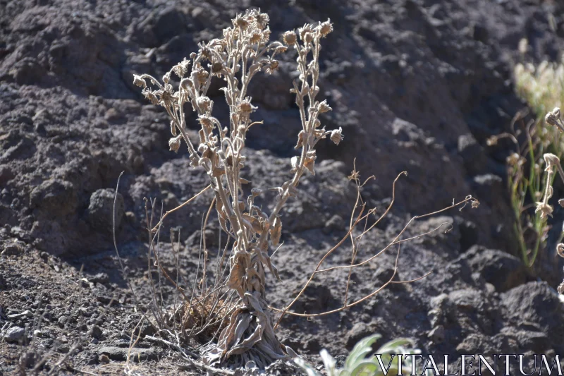 Drought's Artwork: The Resilience of Nature Free Stock Photo