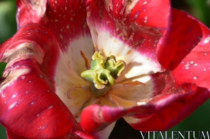 Detailed View of a Tulip's Petals Free Stock Photo