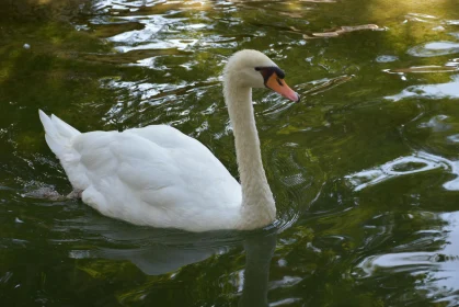 Majestic Swan in Tranquil Waters