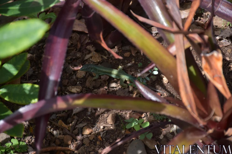 Lizard Among Plants Free Stock Photo