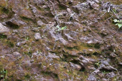 Moss-Covered Rocky Terrain