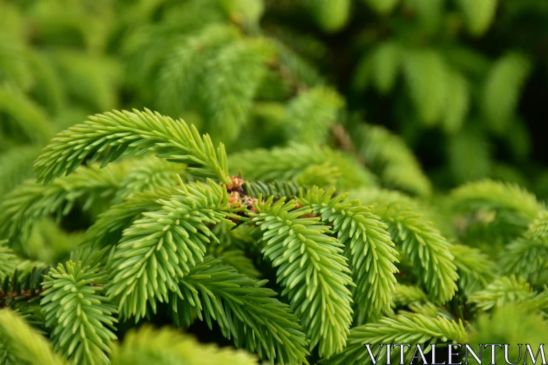 Close-up of Evergreen Tree Foliage Free Stock Photo