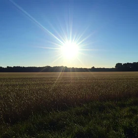 Wheat Field Basking in Sunlight