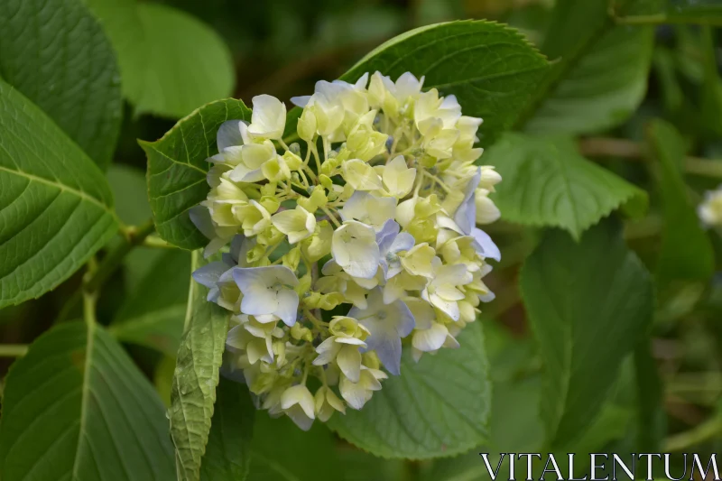 Serene Hydrangea Flower Cluster Free Stock Photo