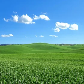 Green Field Landscape with Blue Sky