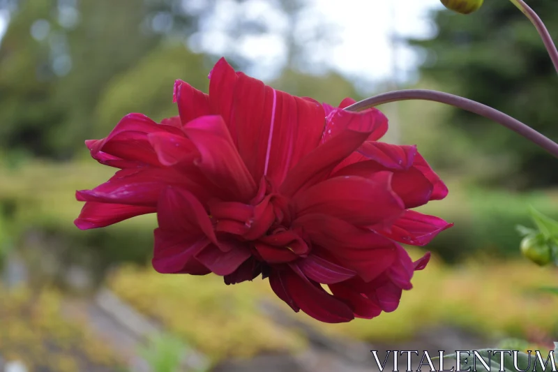 Vibrant Red Dahlia Flower Photo Free Stock Photo