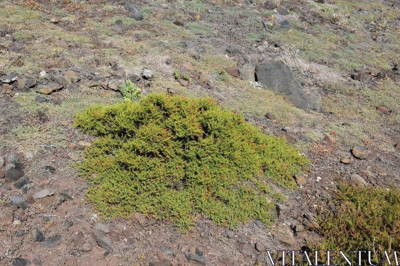 Green Shrub Amidst Rocky Ground Free Stock Photo