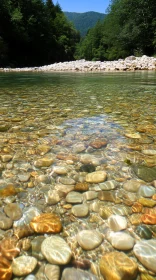 Pristine River and Forest Scene