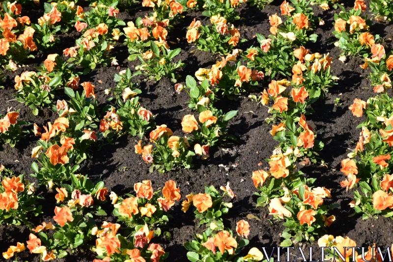 Orange Garden Flowers Free Stock Photo