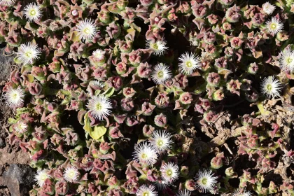 Tiny White Flowers Among Textured Leaves