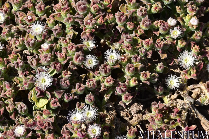 PHOTO Succulent Ice Plant Cluster