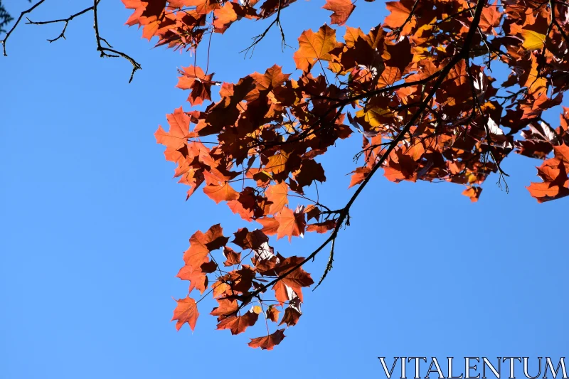 PHOTO Vibrant Red and Orange Leaves in Autumn