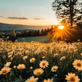 Golden Hour in Daisy Meadow