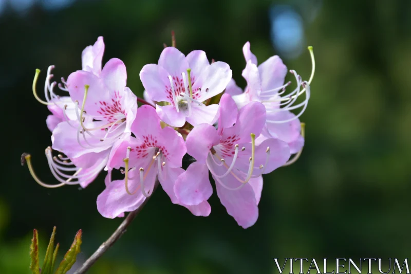 Blooming Pink Flowers Free Stock Photo