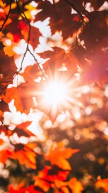 Sunlit Autumn Foliage