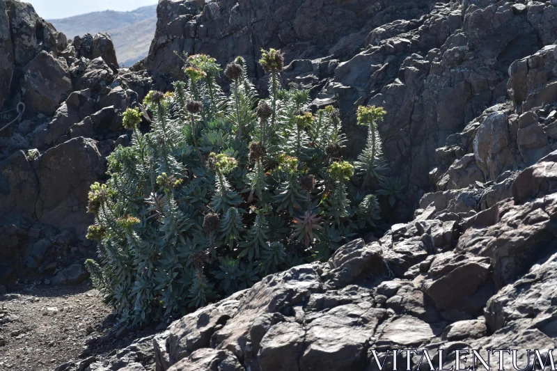 Thriving Succulent in Rugged Rocks Free Stock Photo